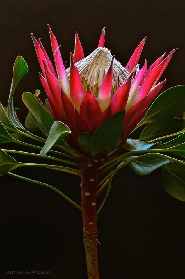 Franskraal B&B Gansbaai Extérieur photo